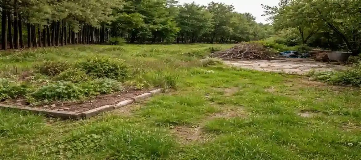 Before landscaping Georgetown TX yard with overgrown grass and unfinished landscape area